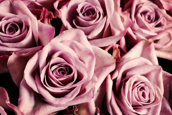 Hintergrund rosa Rose — Stockfoto