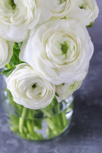 Witte bloemen van de Perzische Boterbloem (ranunculus) — Stockfoto