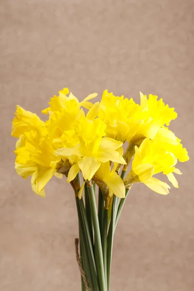 Bouquet of daffodils — Stock Photo, Image