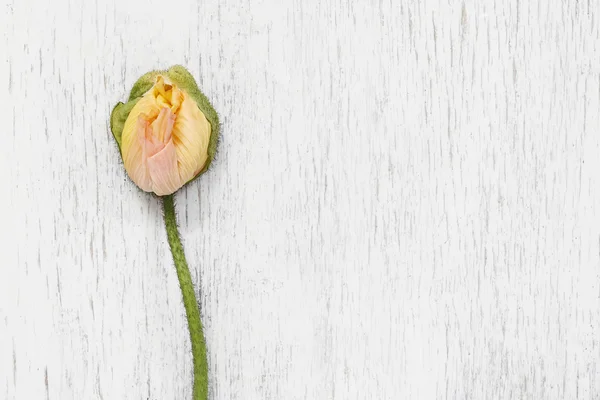 Single poppy bud on white wooden background — Stock Photo, Image