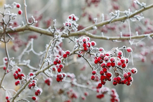 Frosted hawthorn berries in the garden. — Stock Photo, Image