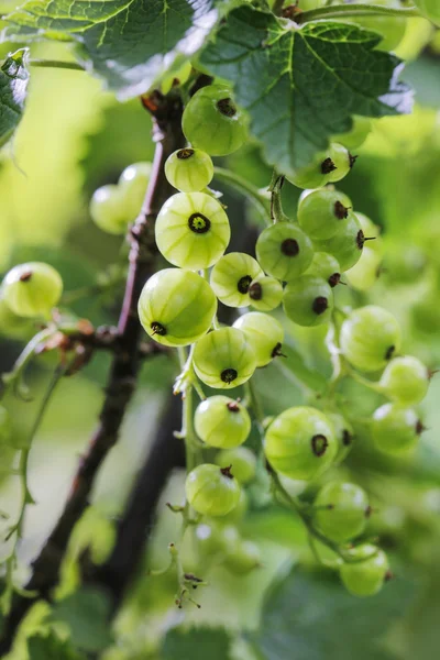 Arbusto di uva spina in giardino — Foto Stock