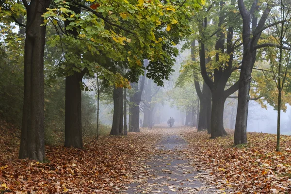 Nebliger Abend im alten Park — Stockfoto