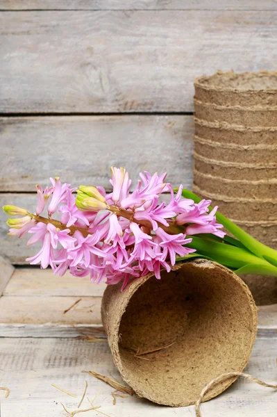 Hyacinth blomma och papper krukor på träbord — Stockfoto