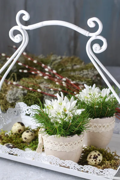 Flores de anémona blanca (Anemone sylvestris) —  Fotos de Stock