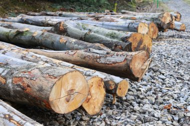 Ormanda felling ağaç