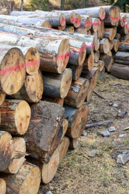 Ormanda felling ağaç