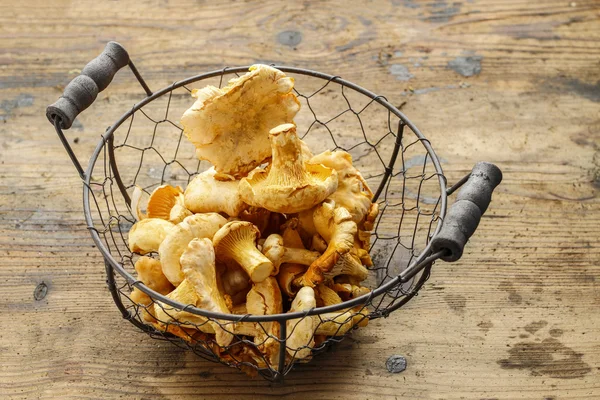 Cantharellus cibarius, allmänt känd som Kantarell, — Stockfoto