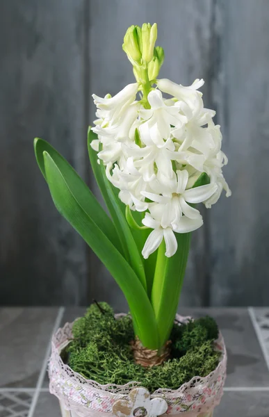 Decoration with white hyacinths — Stock Photo, Image
