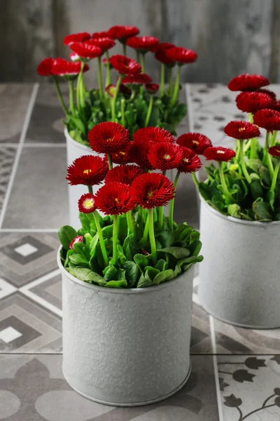 Kırmızı Daisy çiçekleri — Stok fotoğraf