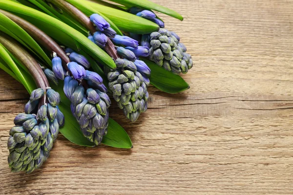 Beautiful violet hyacinth flowers on wooden background — Stock Photo, Image