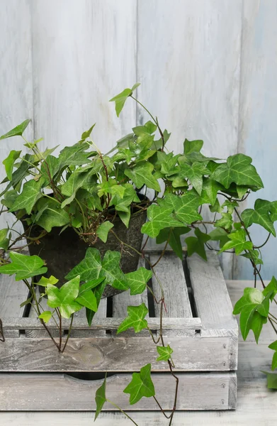 Ivy plant decor — Stock Photo, Image