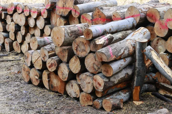 Tree felling in forest — Stock Photo, Image