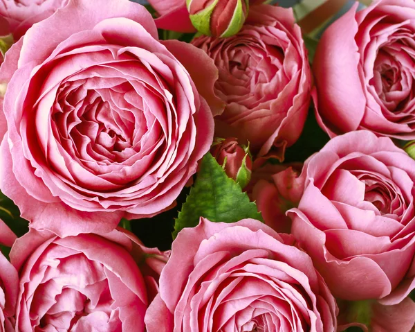 Pembe gül arkaplanı