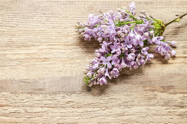 Lilla su fondo di legno — Foto Stock