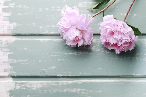 Peonies σε φόντο ξύλινη μέντα — Φωτογραφία Αρχείου