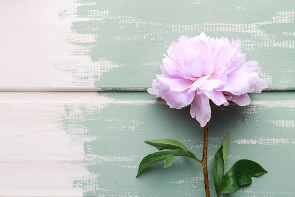 Peonie su sfondo di legno di menta — Foto Stock