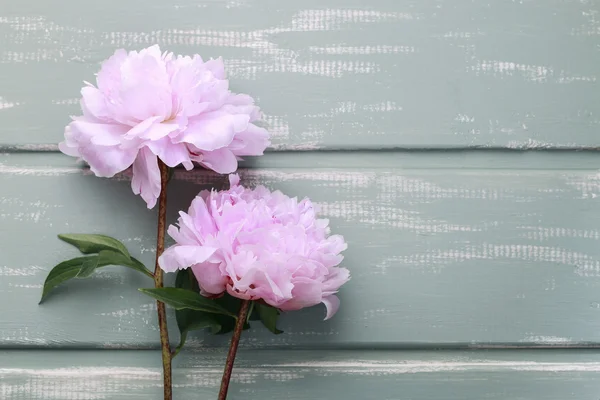 Peonie su sfondo di legno di menta — Foto Stock