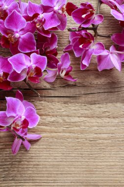 Ahşap üzerine güzel pembe orkide çiçekler