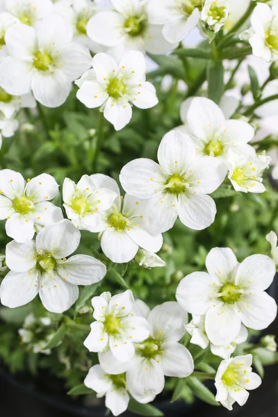 Saxifraga arendsii (Schneeteppich), white moss flowers — Stock Photo, Image