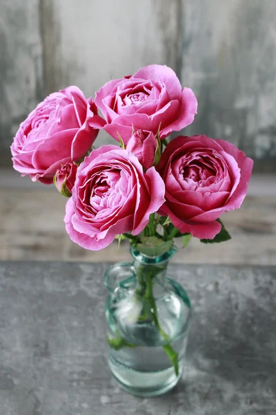 Prachtige roze rozen — Stockfoto