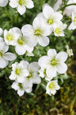 Saxifraga arendsii (Schneeteppich), beyaz yosun çiçek