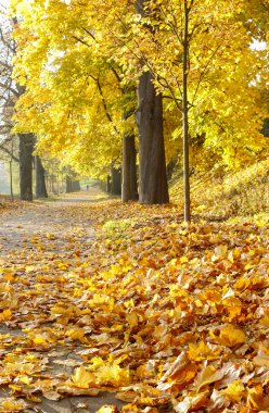 Sabahları sonbahar parkı