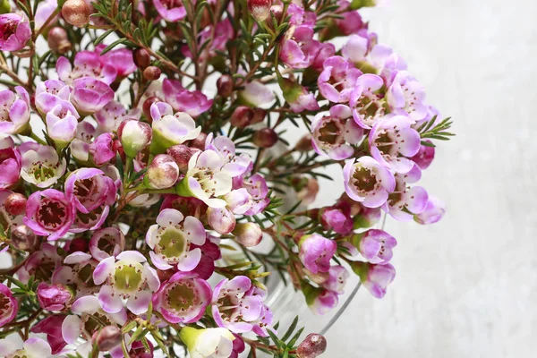 Ροζ chamelaucium (κερί λουλούδι) — Φωτογραφία Αρχείου