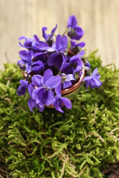 Bouquet di violette (viola odorata) su fondo muschio — Foto Stock