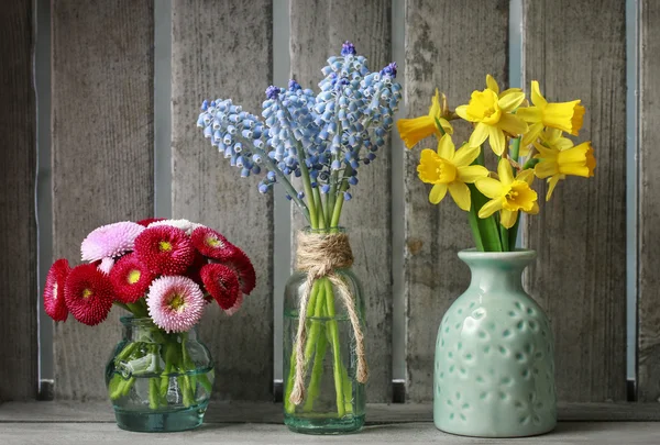 Fleurs du printemps : jonquille, muscari, marguerite — Photo