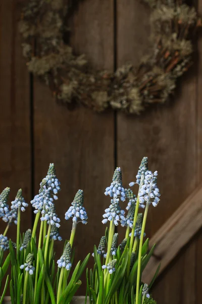 Muscari-Blüten (Traubenhyazinthe) auf Holz — Stockfoto