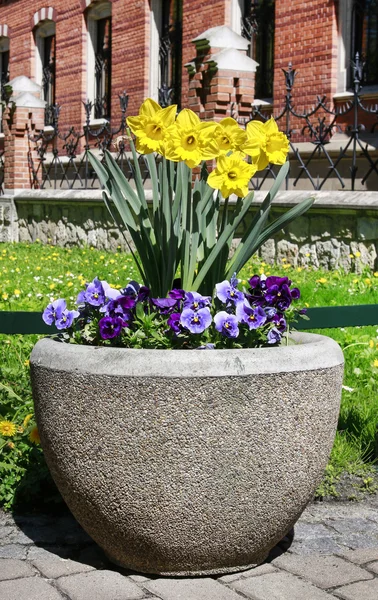 Pot with daffodil and pansy flowers in the garden. — Stock Photo, Image