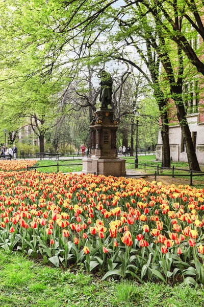 KRAKOW, POLAND - APRIL 17, 2016: Fields of tulips in the city ce — Stock Photo, Image