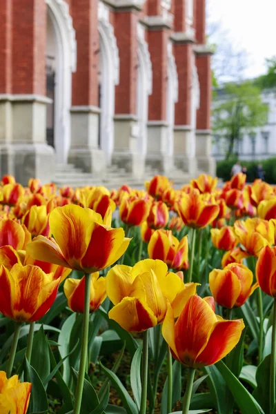 KRAKOW, POLAND - APRIL 17, 2016: Fields of tulips in the city ce — Stock Photo, Image