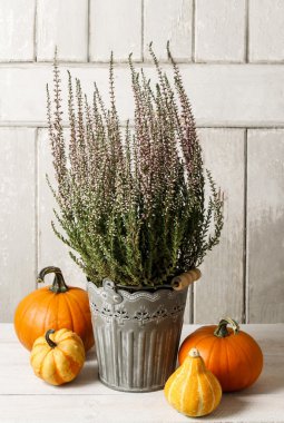 Heather (Calluna vulgaris) ve kabaklar