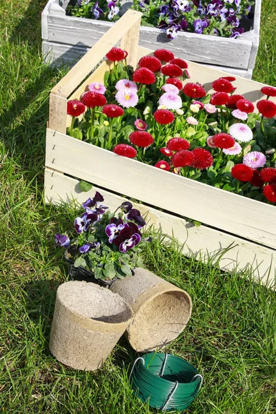 Vakken met Lentebloemen in de tuin. — Stockfoto