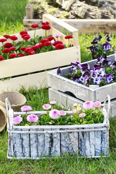 Scatole con fiori primaverili in giardino . — Foto Stock