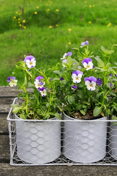 Fiori di ansy in lattine grigie — Foto Stock