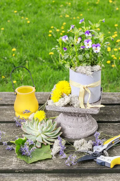 Pansy flowers in grey cans — Stock Photo, Image