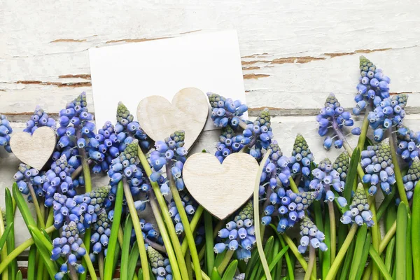 Μπλε muscari λουλούδια (υάκινθος σταφυλιών) σε ξύλινα φόντο — Φωτογραφία Αρχείου