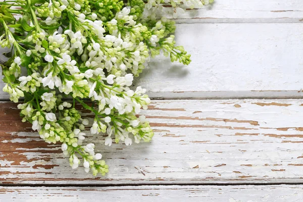 Lila blanca sobre fondo de madera — Foto de Stock