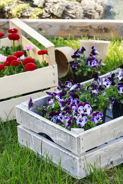 Scatole con fiori primaverili in giardino. Fiori di ansy e daisi — Foto Stock