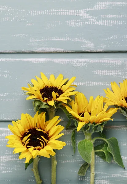 Sunflowers on mint wooden background — Stock Photo, Image