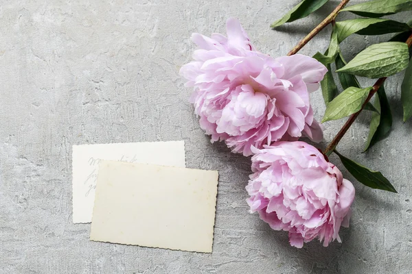 Roze pioenrozen geïsoleerd op grijze achtergrond — Stockfoto