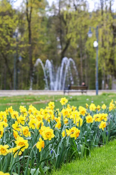 Flower bed with daffodils in city park — Stock Photo, Image