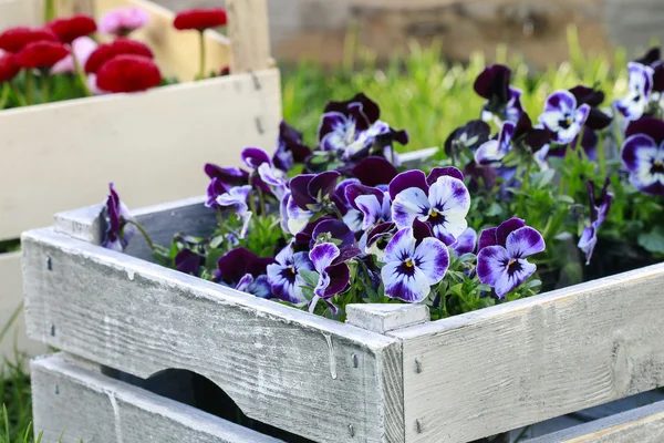 Boîte en bois avec des fleurs de pansy — Photo