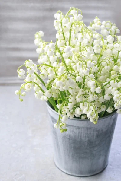 Lilly gümüş kova Vadisi çiçek — Stok fotoğraf