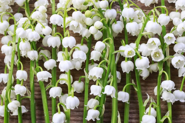 Lelie van de vallei bloemen — Stockfoto