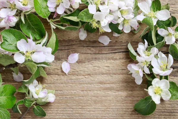 Flowering twigs of apple tree on wooden background — Stock Photo, Image