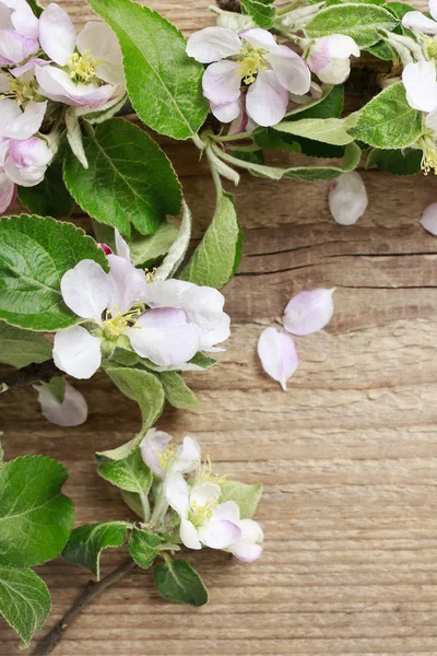 Bloeiende twijgen van appelboom op houten achtergrond — Stockfoto